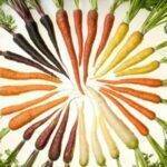Carrots’ microbial allies could help to fight Alternaria