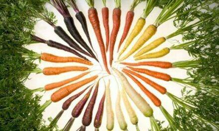 Carrots’ microbial allies could help to fight Alternaria