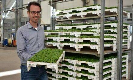 Beekenkamp Packaging: conoce la amplia gama de bandejas de semillas sostenibles