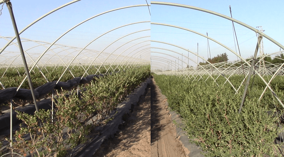 Soluciones en Peróxido de hidrógeno “in situ” para el cultivo de arándano en Huelva, España