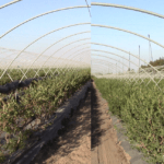 Soluciones en Peróxido de hidrógeno “in situ” para el cultivo de arándano en Huelva, España
