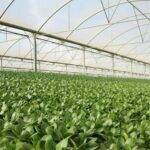 Cultivos hidropónicos, la apuesta de Primaflor por una agricultura más sostenible