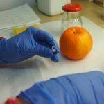 Los “marcadores moleculares” revolucionan el sector citrícola