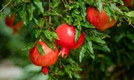 Effects of reducing irrigation on pomegranate fruit