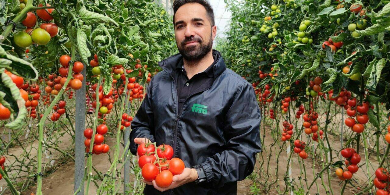 Semillas Fitó: la variedad de tomate Ateneo llega a 1 millón de toneladas producidas