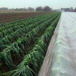 Arrigoni Arricover: crop protection from spring frosts