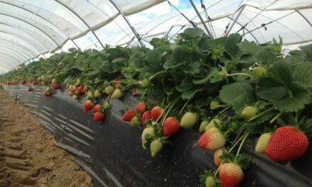 EL PINAR y PLANT SCIENCES revolucionan el mercado de la fresa con Victory