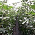 Producción sostenible y superintensiva de frutales bajo invernadero