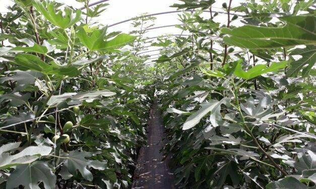 Producción sostenible y superintensiva de frutales bajo invernadero
