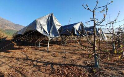 Mejora la acumulación de horas frio en cerezos con Agricooler de agrotextiles Agralia