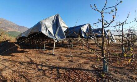Mejora la acumulación de horas frio en cerezos con Agricooler de agrotextiles Agralia