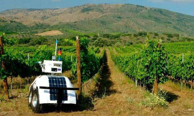 Diseñan un robot autónomo para el cultivo de vid