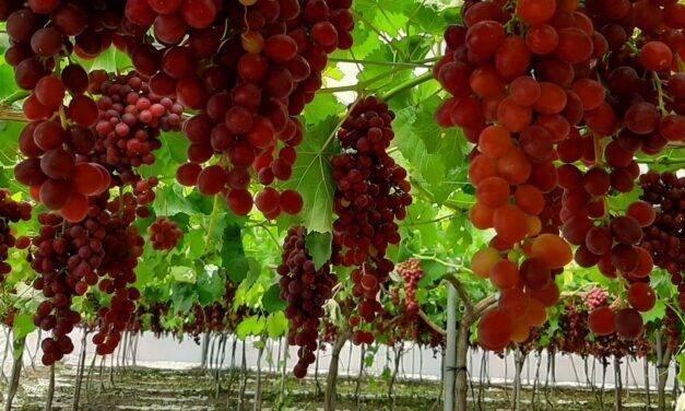 Protege la uva de mesa con Agricover U de Agralia