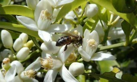 La supervivencia de las abejas en constante amenaza