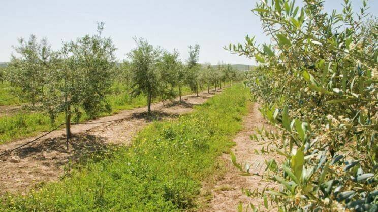 Sostenibilidad y rentabilidad, fáciles de alcanzar con una agricultura de conservación