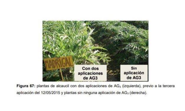 El cultivar Gauchito de alcachofa, entre otras ventajas, pardea menos
