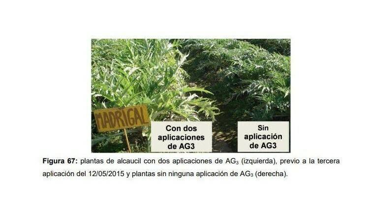 El cultivar Gauchito de alcachofa, entre otras ventajas, pardea menos