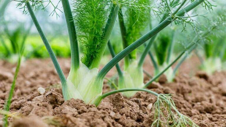 Cultivo de hinojo: recomendaciones Agriges para una producción asegurada