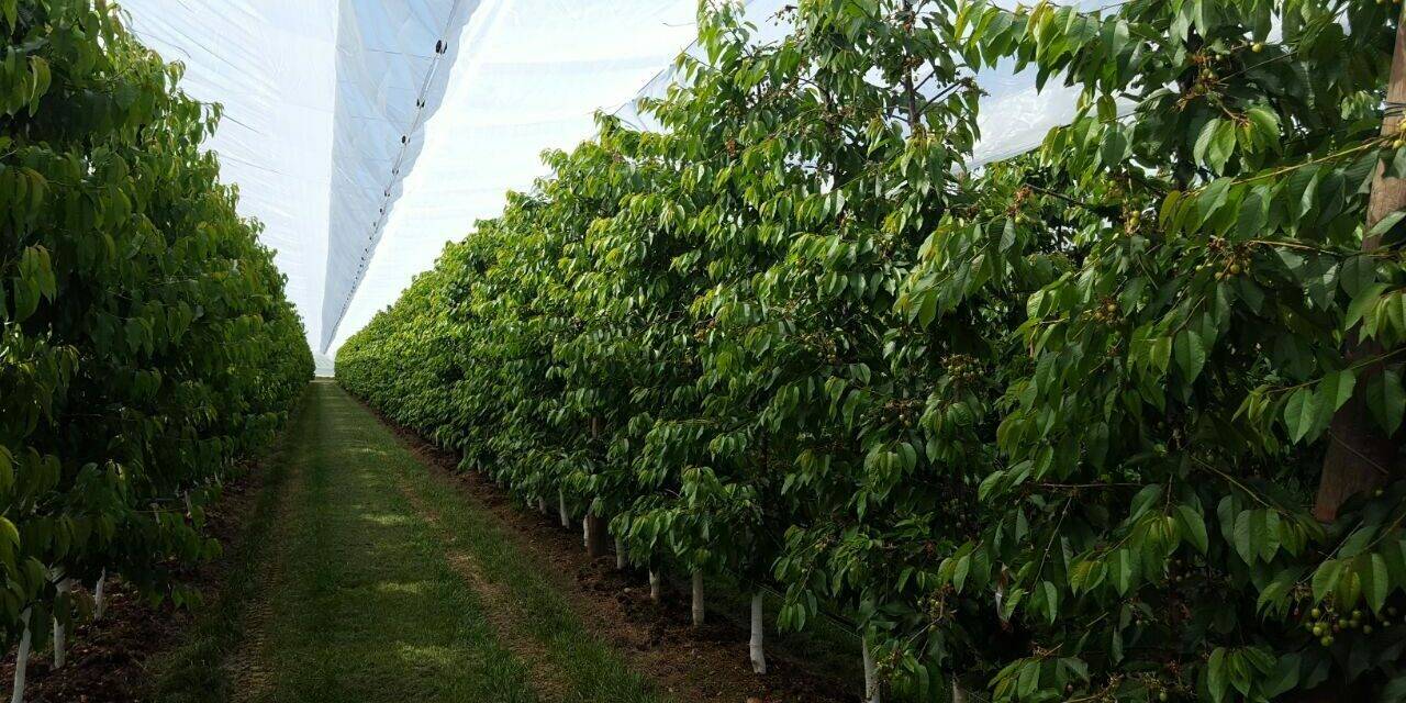 Arrigoni solutions for cracking and pests in cherry cultivation