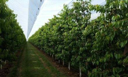 Arrigoni solutions for cracking and pests in cherry cultivation