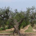 Cultivo del olivo: identifican trece nuevas variedades