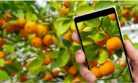 La transformación digital del medio agrícola