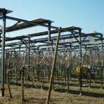 Producción de manzanas y de energía solar, un experimento agrivoltaico
