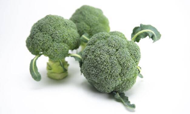 Sakata presenta Ulysses, la nueva variedad de brócoli