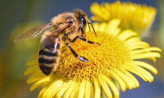 Neonicotinoids is harmful to bees even when applied well below the label rate