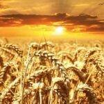 Fertilización pre-siembra en cereales: ¿por qué utilizar productos ecológicos?