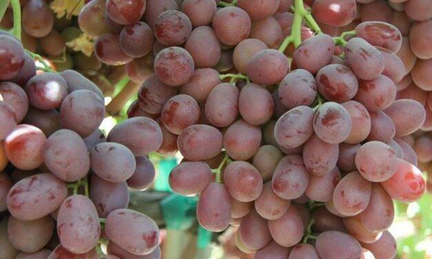 Beyond the Vine: Breeding Better Grapes