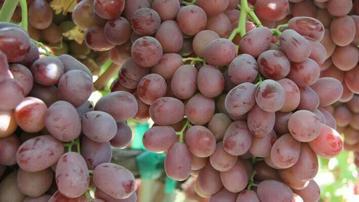 Beyond the Vine: Breeding Better Grapes