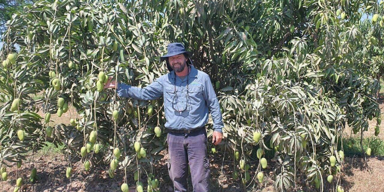 Las nuevas tecnologías y la gestión eficiente del agua y fertilización, claves para hacer más competitiva la industria del mango