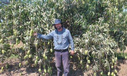 Las nuevas tecnologías y la gestión eficiente del agua y fertilización, claves para hacer más competitiva la industria del mango