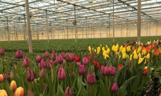 Países Bajos, a la vanguardia de la floricultura