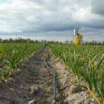Agricultura sostenible: optimizar el uso del agua en las explotaciones de regadío