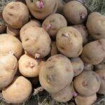 CIP-Matilde, la nueva variedad de patata resistente al cambio climático