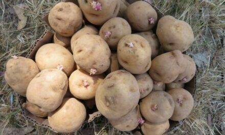 CIP-Matilde, la nueva variedad de patata resistente al cambio climático