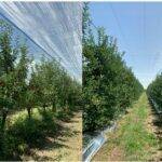 AGRICOLOR AGS, nueva solución ante el daño por golpes de sol en manzanos