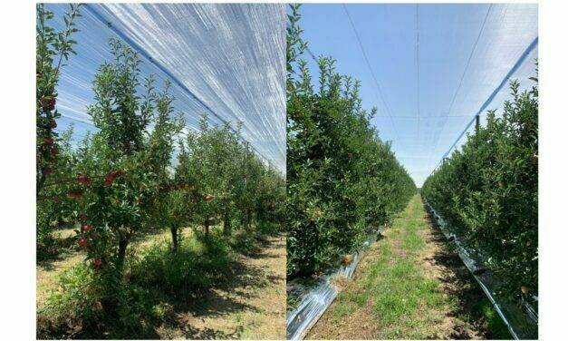 AGRICOLOR AGS, nueva solución ante el daño por golpes de sol en manzanos
