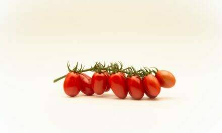 Top Seeds International lanza el Fanello, su primer tomate mini-plum