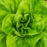 Non-destructive clorophyll and other pigments measurement in lettuce