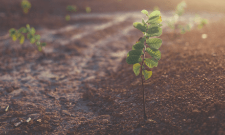 La importancia de mantener el suelo vivo