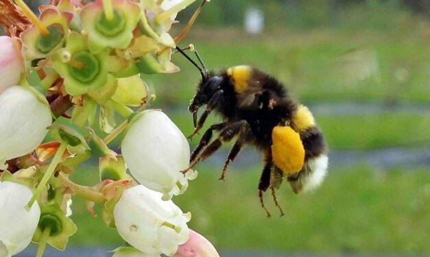 Las abejas melíferas y su positivo aporte en la polinización del cultivo de arándano