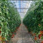 La mejora varietal en el cultivo del tomate y su impacto en la cadena de valor