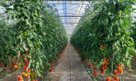 La mejora varietal en el cultivo del tomate y su impacto en la cadena de valor