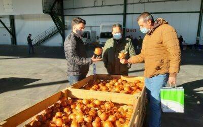 Bejo ibérica presenta su catálogo de cebollas para el mercado español