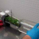 Nuevo biorreactor desarrollado por IRTA para cultivos vegetales in vitro