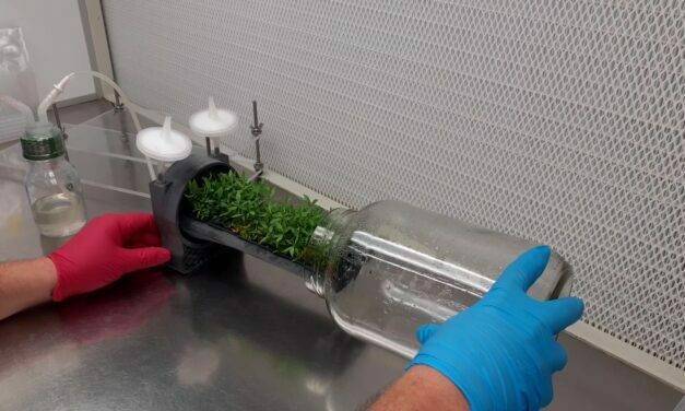 Nuevo biorreactor desarrollado por IRTA para cultivos vegetales in vitro