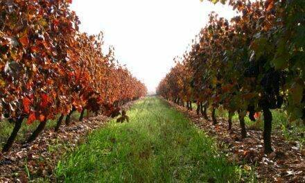 Viticultura: producción sostenible y el rol de las variedades